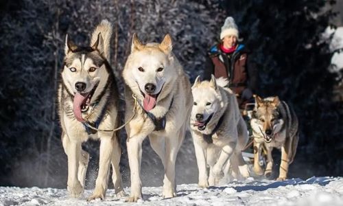 mushing